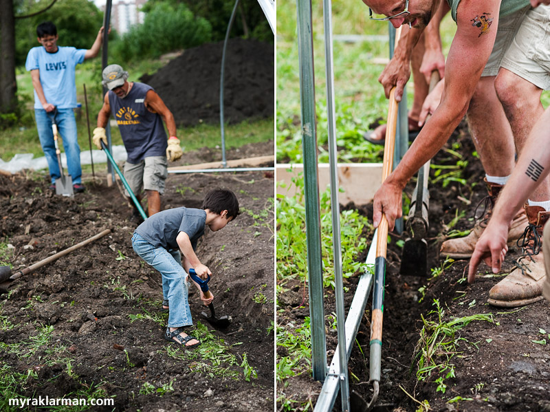 Hoop House Dreams | Adam Fu, Kip Koschell, and Max dig out one end of the hoop house... | while Jeff et al dig out the other.