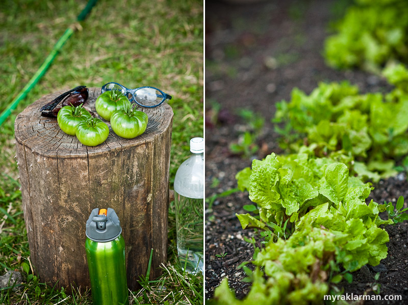 Hoop House Dreams | Rhapsody in Green